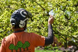 General Tree Care